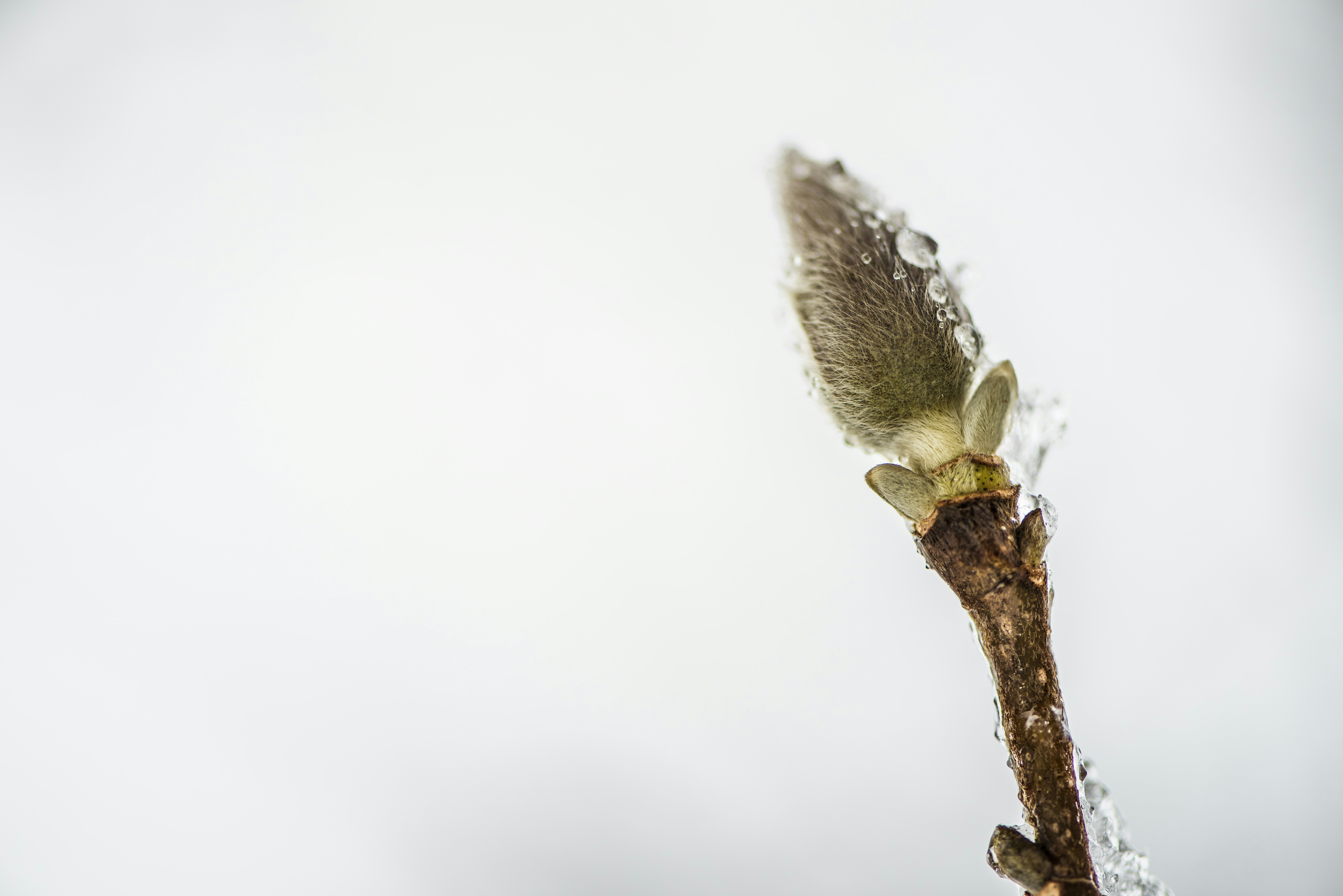 macro photography of green leaf